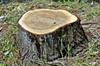 tree stump2
